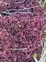 Attēlu rezultāti vaicājumam “Sphagnum warnstorfii”