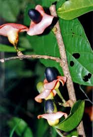 Attēlu rezultāti vaicājumam “Harmandia”