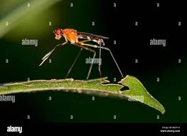 Attēlu rezultāti vaicājumam “Micropezidae”