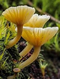 Attēlu rezultāti vaicājumam “Lichenomphalia umbellifera”