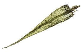 Attēlu rezultāti vaicājumam “Philonotis marchica sporophyte”