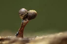 Attēlu rezultāti vaicājumam “Metatrichia floriformis macro”