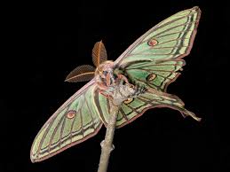 Attēlu rezultāti vaicājumam “Euphydrias aurinia upperside”