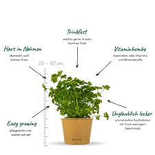 Image result for Petersilie