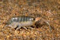 Attēlu rezultāti vaicājumam “Crustacea”