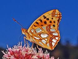 Attēlu rezultāti vaicājumam “Issoria lathonia”