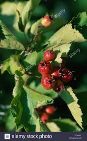 Attēlu rezultāti vaicājumam “Crataegus chrysocarpa”