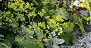 Image result for Alchemilla mollis