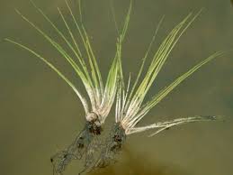 Attēlu rezultāti vaicājumam “Isoetes echinospora leaf”