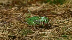 Attēlu rezultāti vaicājumam “Decticus verrucivorus nymph”