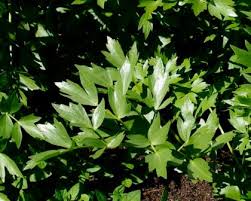 Attēlu rezultāti vaicājumam “Levisticum officinale”