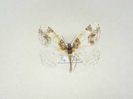 Attēlu rezultāti vaicājumam “Epirrhoe”