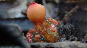 Attēlu rezultāti vaicājumam “Cinclidium stygium macro”