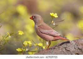 Image result for Bucanetes githagineus