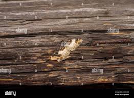 Attēlu rezultāti vaicājumam “Catarhoe cuculata”