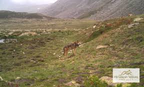 Image result for Weston Rhyn Wolves