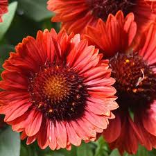 Image result for Gaillardia