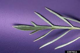 Attēlu rezultāti vaicājumam “Centaurea stoebe leaf”