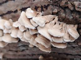 Attēlu rezultāti vaicājumam “Plicatura nivea”