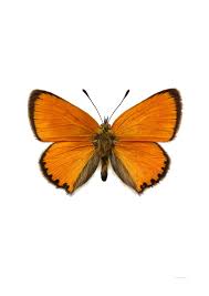 Attēlu rezultāti vaicājumam “Lycaena virgaureae”
