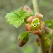 Attēlu rezultāti vaicājumam “Ribes nigrum flower”