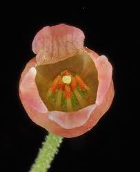 Attēlu rezultāti vaicājumam “Menziesia ferruginea flower”