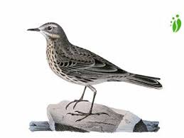 Image result for Anthus petrosus