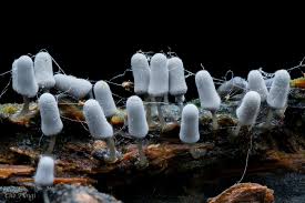 Attēlu rezultāti vaicājumam “Arcyria cinerea”