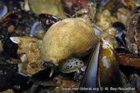 Image result for Buccinum undatum