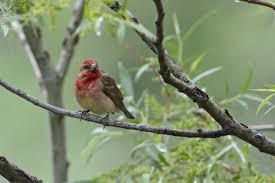 Attēlu rezultāti vaicājumam “Carpodacus erythrinus adult”
