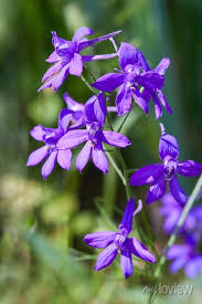 Attēlu rezultāti vaicājumam “Consolida regalis flower”