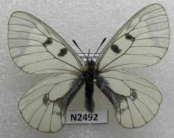 Attēlu rezultāti vaicājumam “Parnassius mnemosyne”