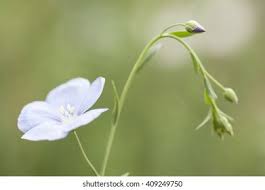 Attēlu rezultāti vaicājumam “Linum usitatissimum bud”