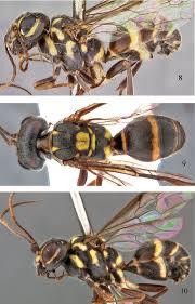 Attēlu rezultāti vaicājumam “Stemonitopsis hyperopta var. landewaldii young”