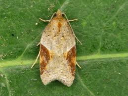 Attēlu rezultāti vaicājumam “Acleris laterana”