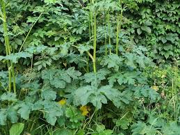 Attēlu rezultāti vaicājumam “Heracleum sphondylium subsp. sibiricum”