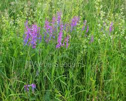 Attēlu rezultāti vaicājumam “Vicia cracca bud”