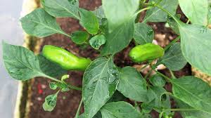 Afbeeldingsresultaat voor aconcagua sweet pepper