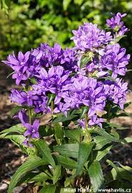 Attēlu rezultāti vaicājumam “Campanula glomerata fruit”