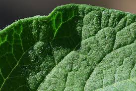 Attēlu rezultāti vaicājumam “Solanum tuberosum leaf”