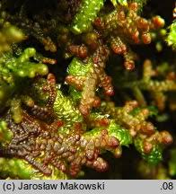 Attēlu rezultāti vaicājumam “Frullania tamarisci”