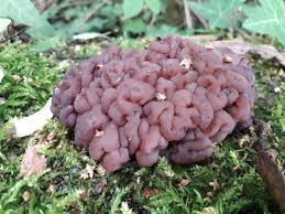 Attēlu rezultāti vaicājumam “Ascotremella faginea”