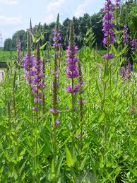 Image result for Blutweiderich