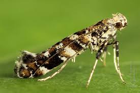 Attēlu rezultāti vaicājumam “Gracillaria syringella larva”