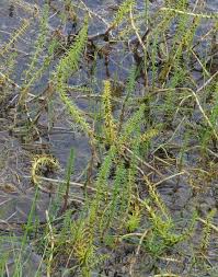 Attēlu rezultāti vaicājumam “Hippuridaceae”