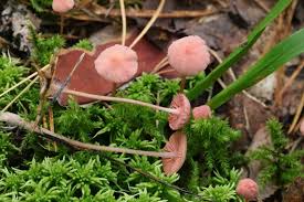 Attēlu rezultāti vaicājumam “Mycena rosella”
