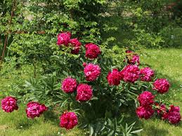 Image result for Pfingstrose