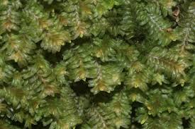 Attēlu rezultāti vaicājumam “Diplophyllum albicans”