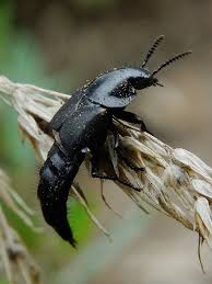 Attēlu rezultāti vaicājumam “Quedius dilatatus”