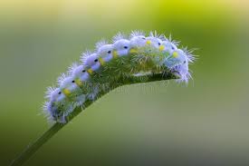 Attēlu rezultāti vaicājumam “Zygaena viciae”